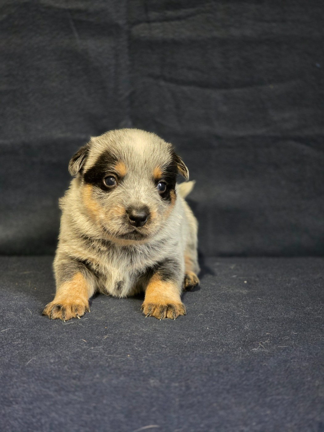Des Minis Pasquito - Chiots disponibles - Bouvier australien