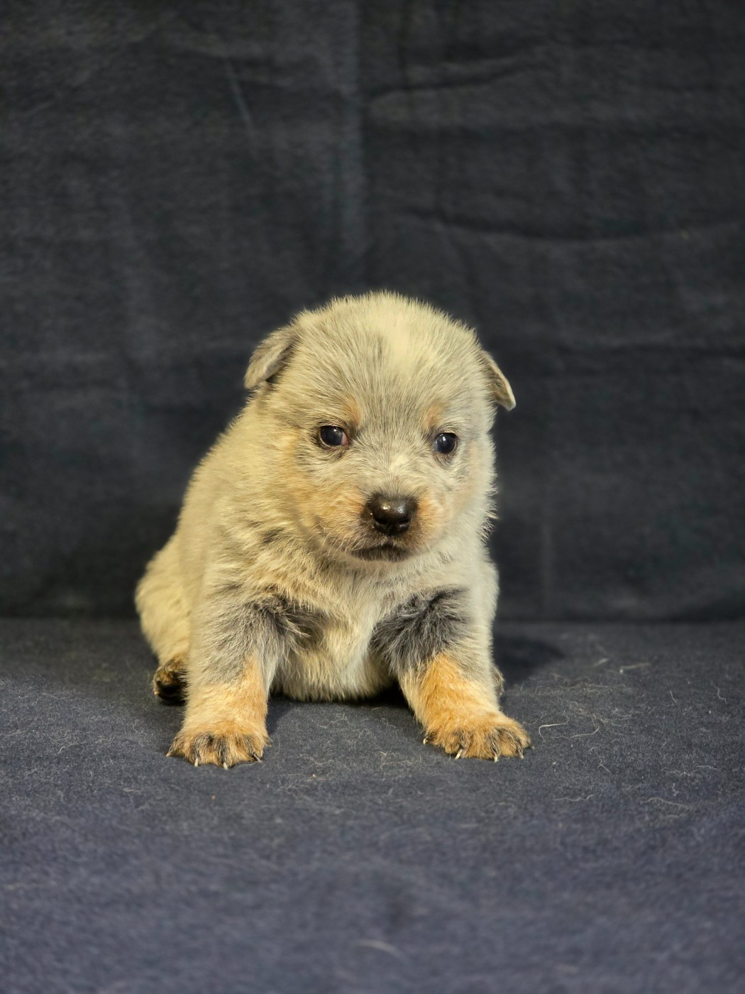 Des Minis Pasquito - Chiots disponibles - Bouvier australien