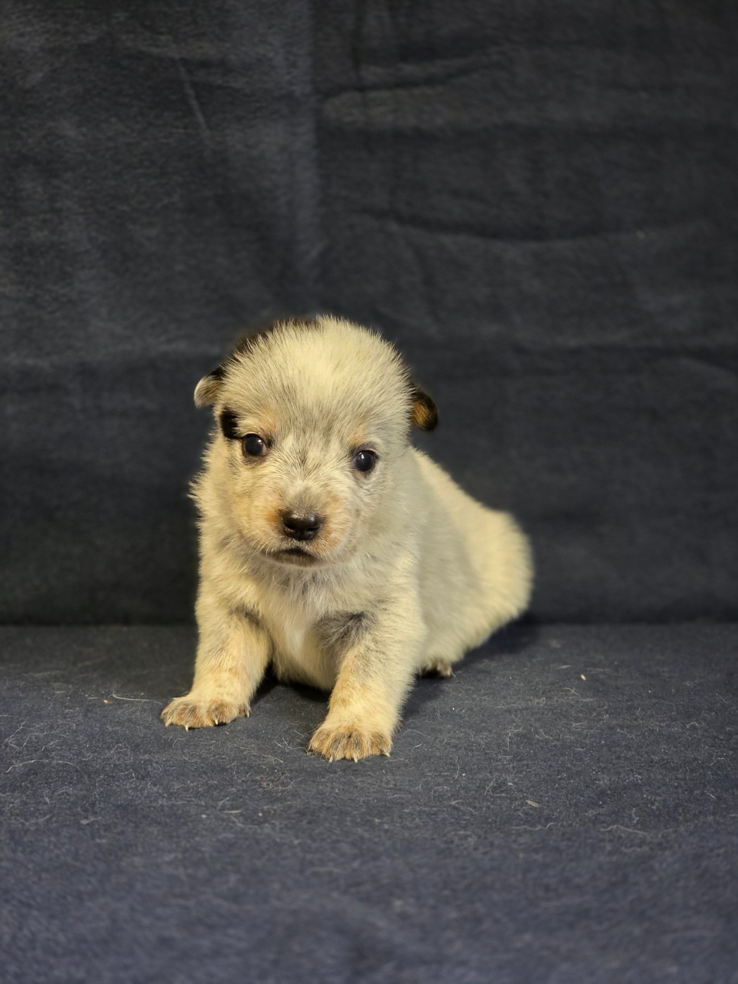 Des Minis Pasquito - Chiots disponibles - Bouvier australien