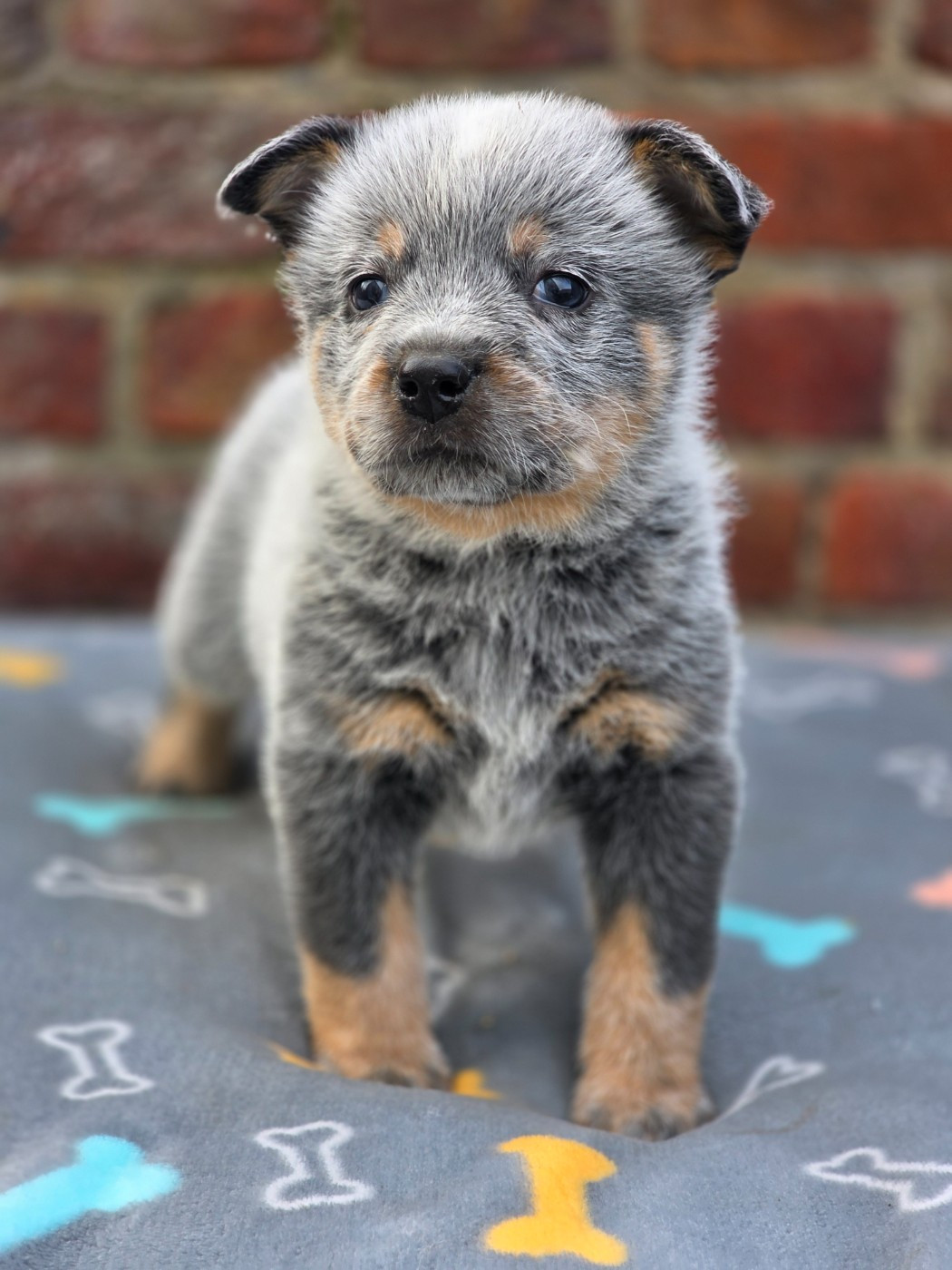 Des Minis Pasquito - Chiots disponibles - Bouvier australien