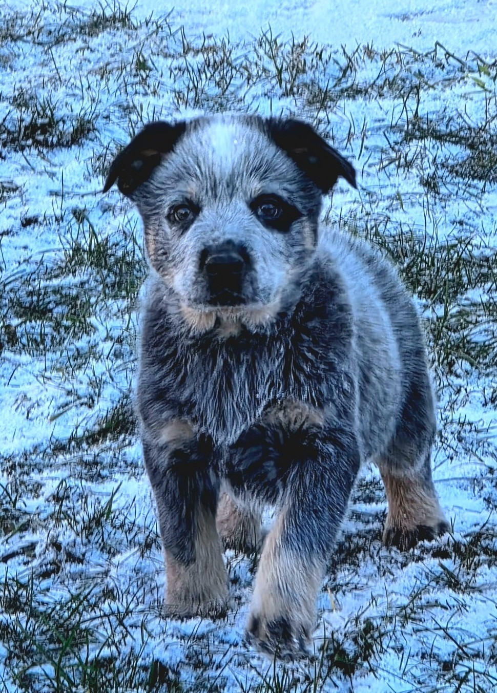 Des Minis Pasquito - Chiots disponibles - Bouvier australien