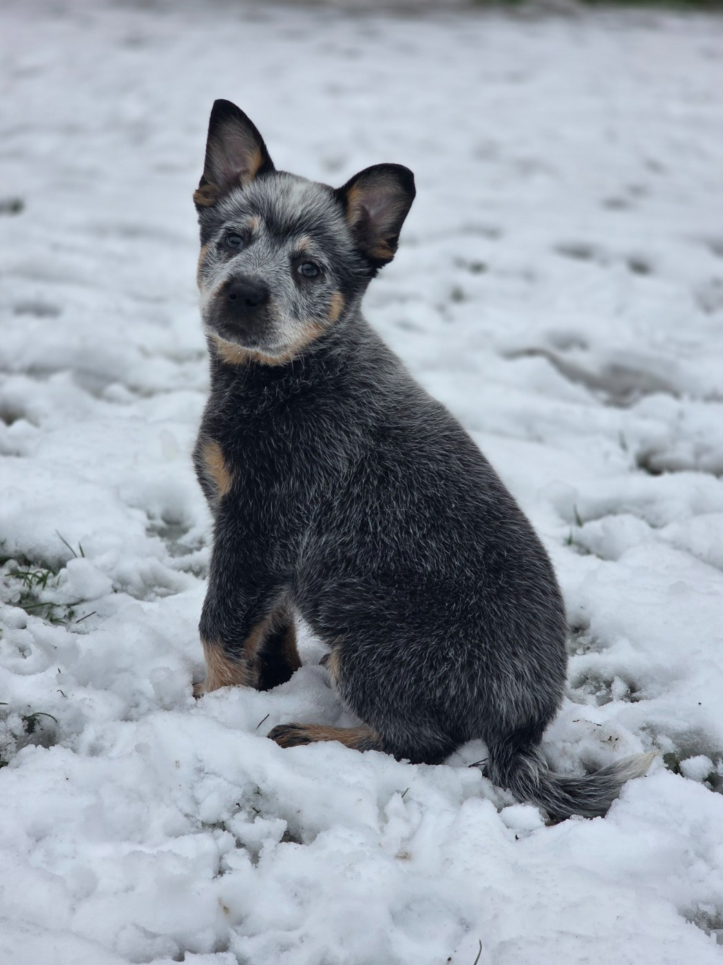 Des Minis Pasquito - Chiots disponibles - Bouvier australien