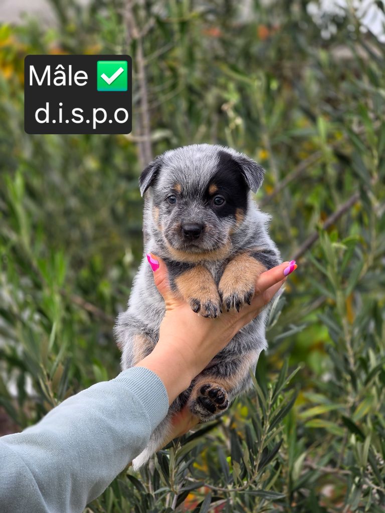 Des Minis Pasquito - Chiots disponibles - Bouvier australien