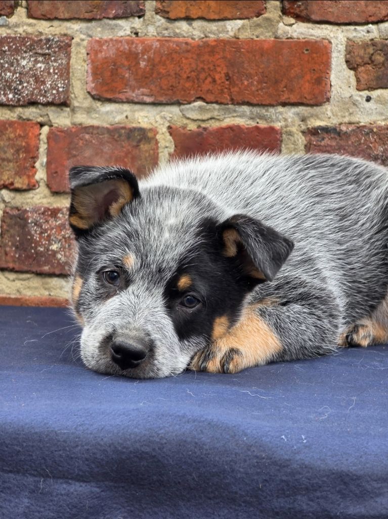 Des Minis Pasquito - Chiots disponibles - Bouvier australien