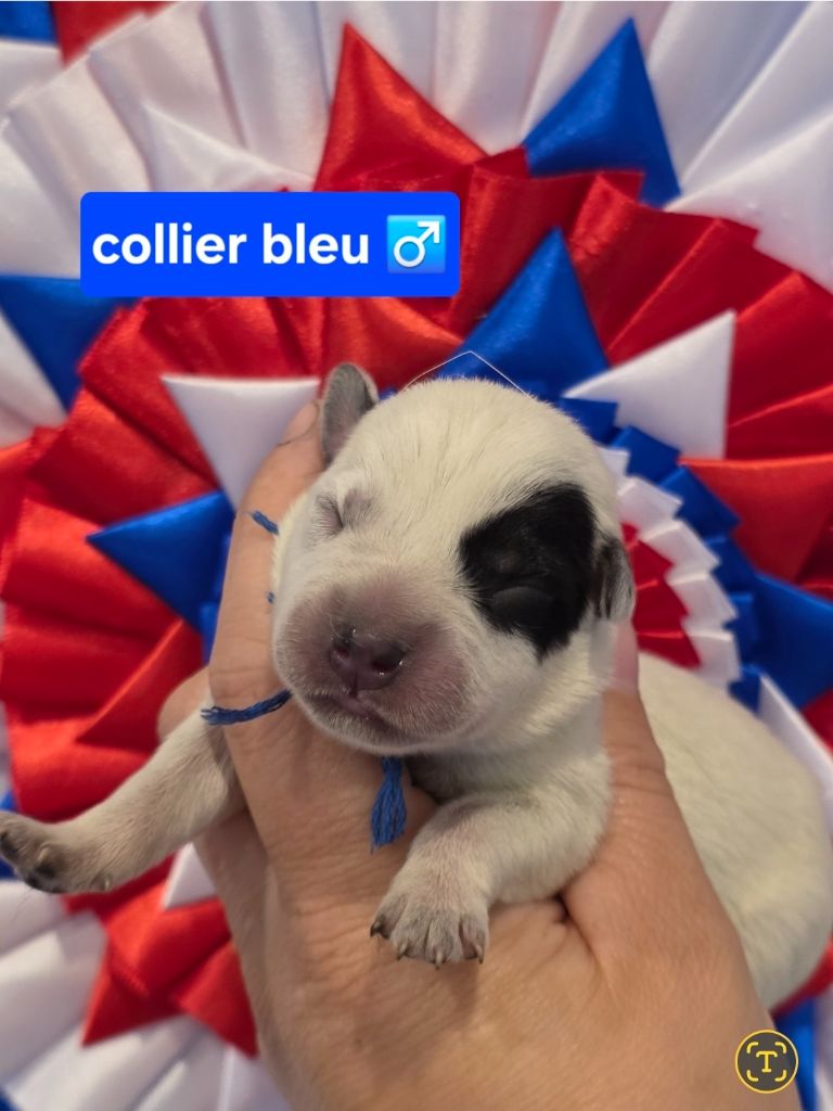 Des Minis Pasquito - Chiots disponibles - Bouvier australien