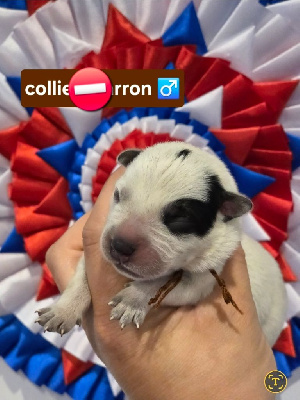 CHIOT 6