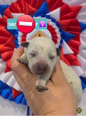 CHIOT 2