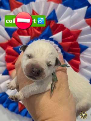 CHIOT 7