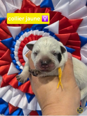 CHIOT 1