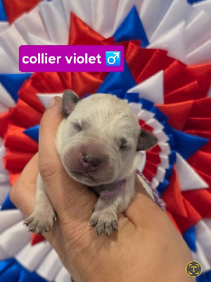 CHIOT 3