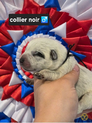 CHIOT 9