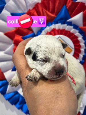 CHIOT 5