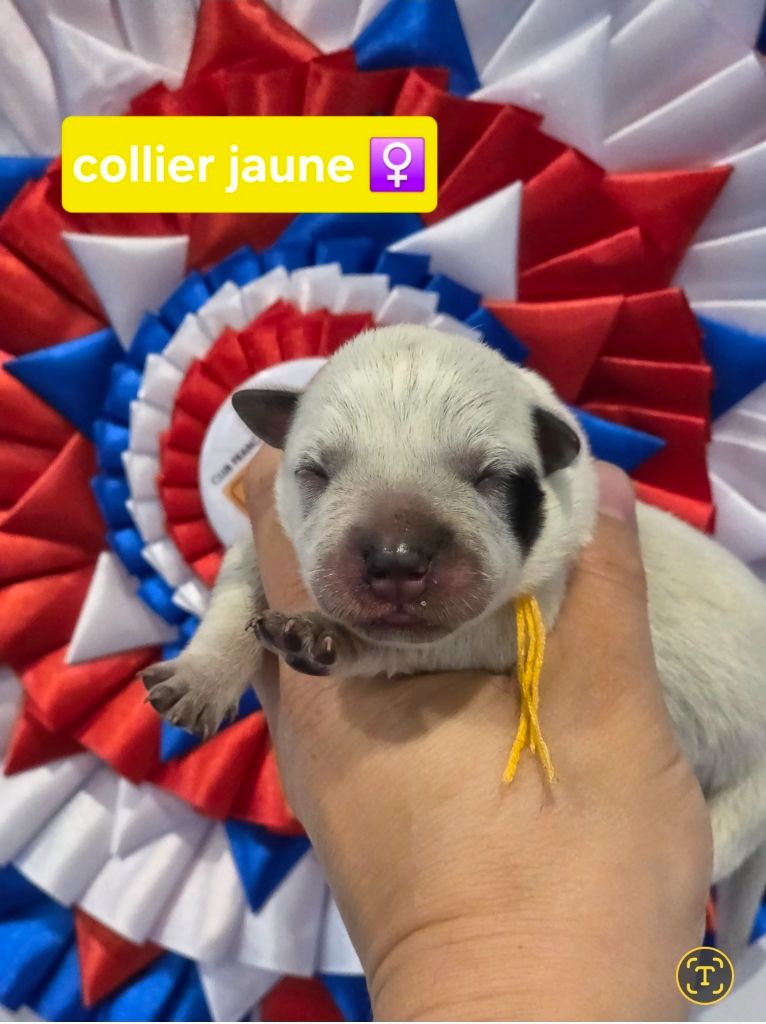 Des Minis Pasquito - Chiots disponibles - Bouvier australien